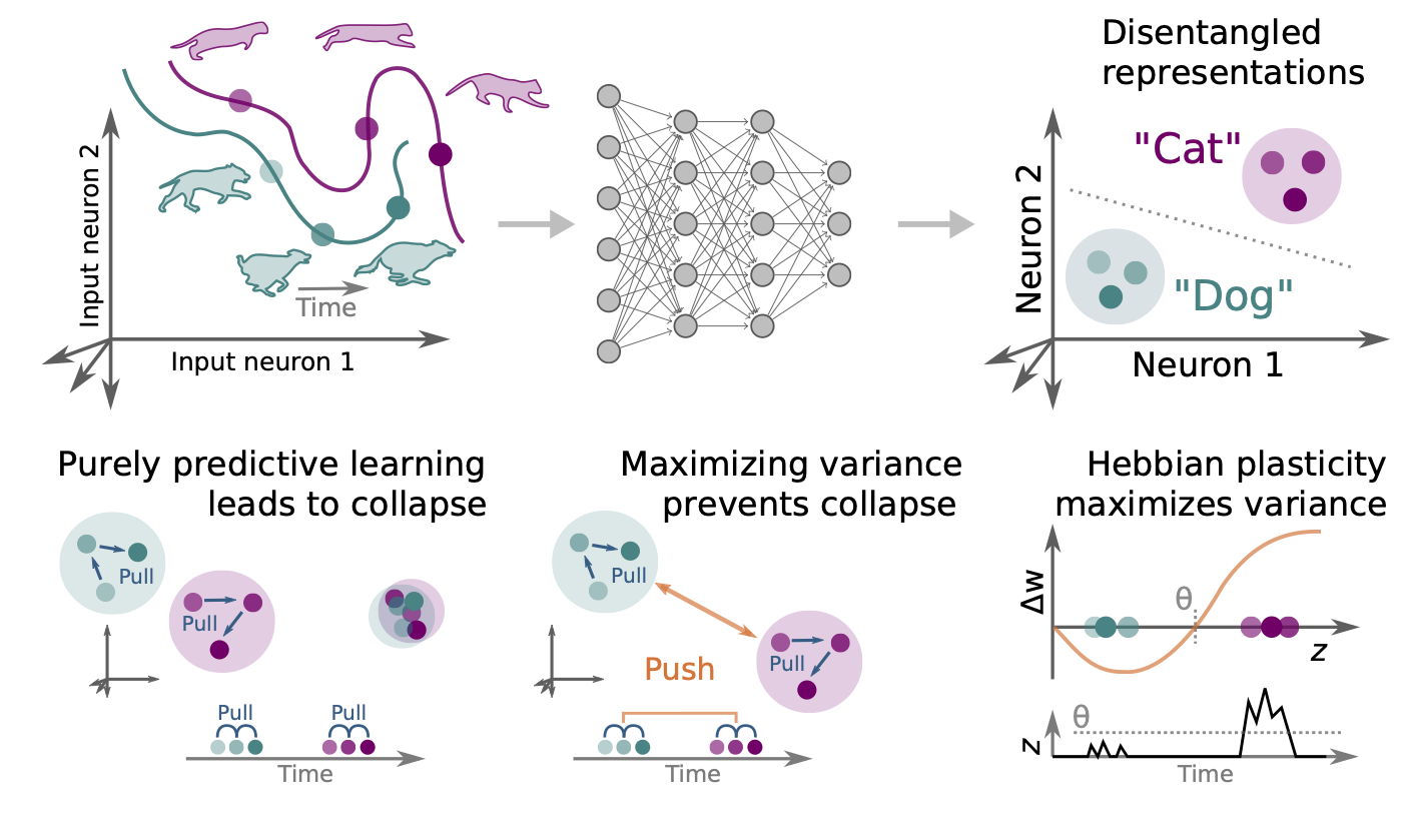 The combination of Hebbian and predictive plasticity learns invariant object representations in deep sensory networks