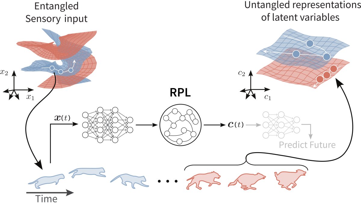 Understanding cortical computation through the lens of joint-embedding predictive architectures